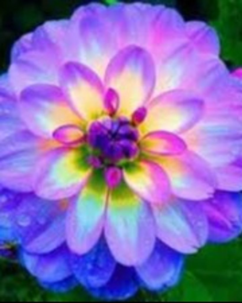 Caroline Ann Trachsel Profile Photo