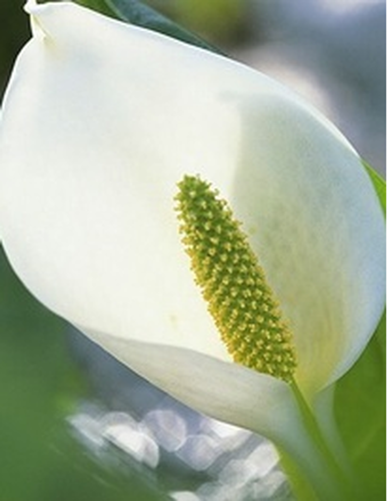 Raymond Carroll Powers, Sr.