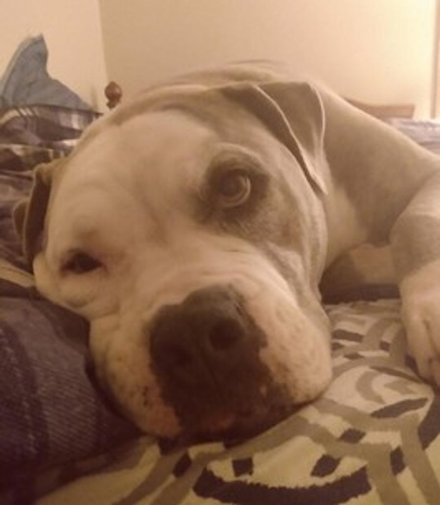 Sully Spruth Profile Photo