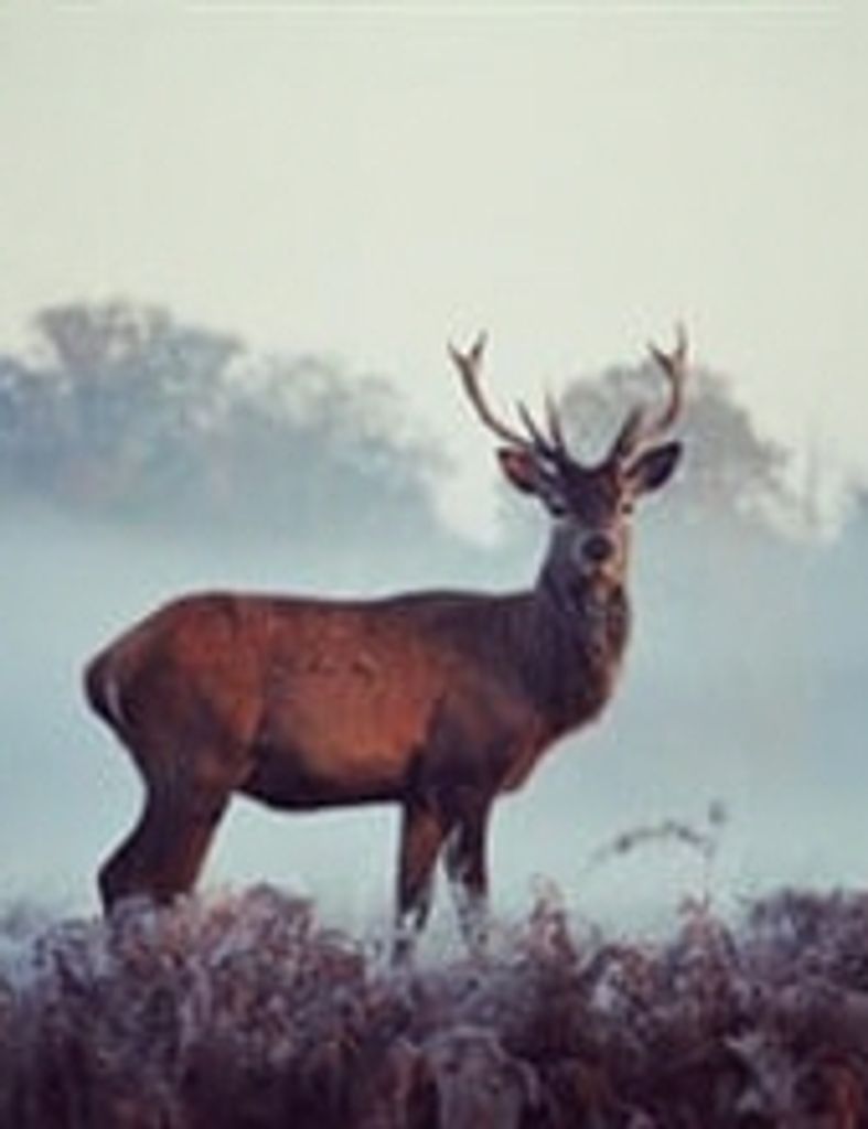 Ronnie Eric Thompson