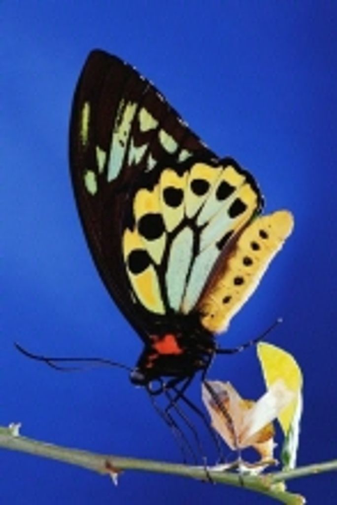 Patricia Ann Losiewicz