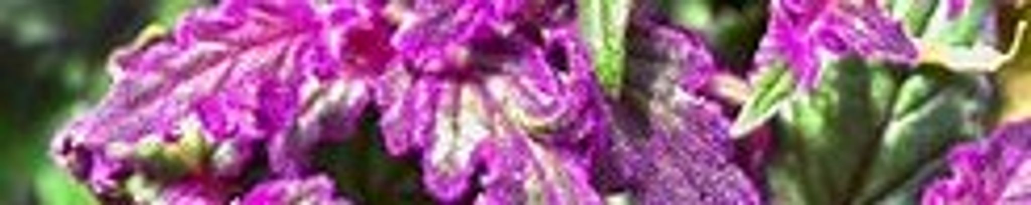 Cover for Edmund "Eddie" Patterson's Obituary