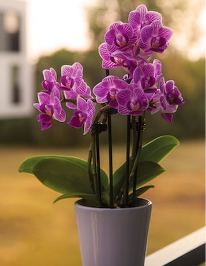 Ann Jerrette Thornton