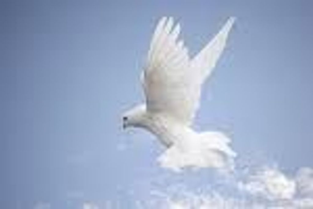 Mr. Nallen Joseph Devillier