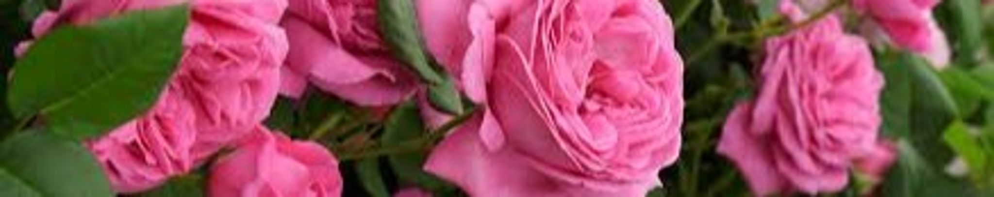 Cover photo for Tina Marie Saunders's Obituary