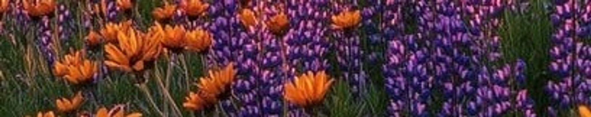 Cover photo for Norma Wood's Obituary