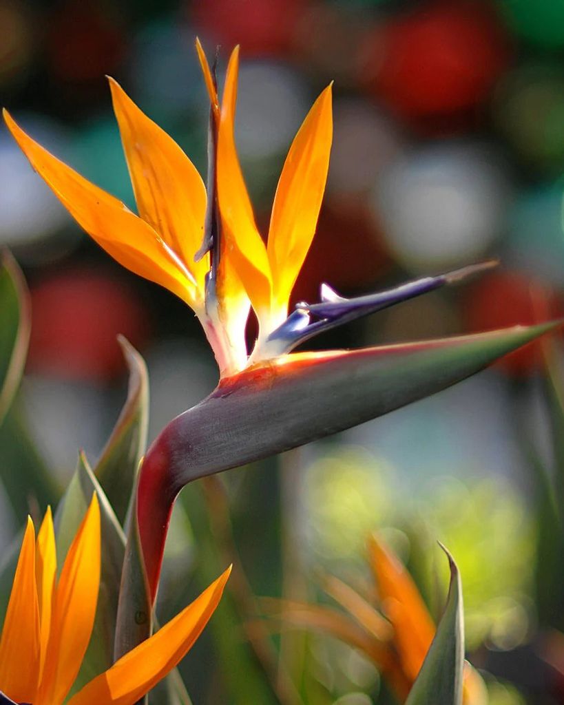 Judy Kugelmass Profile Photo