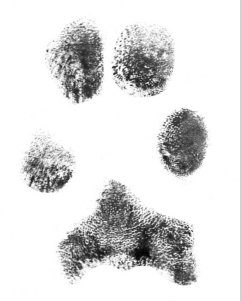 Ghost Luong Profile Photo