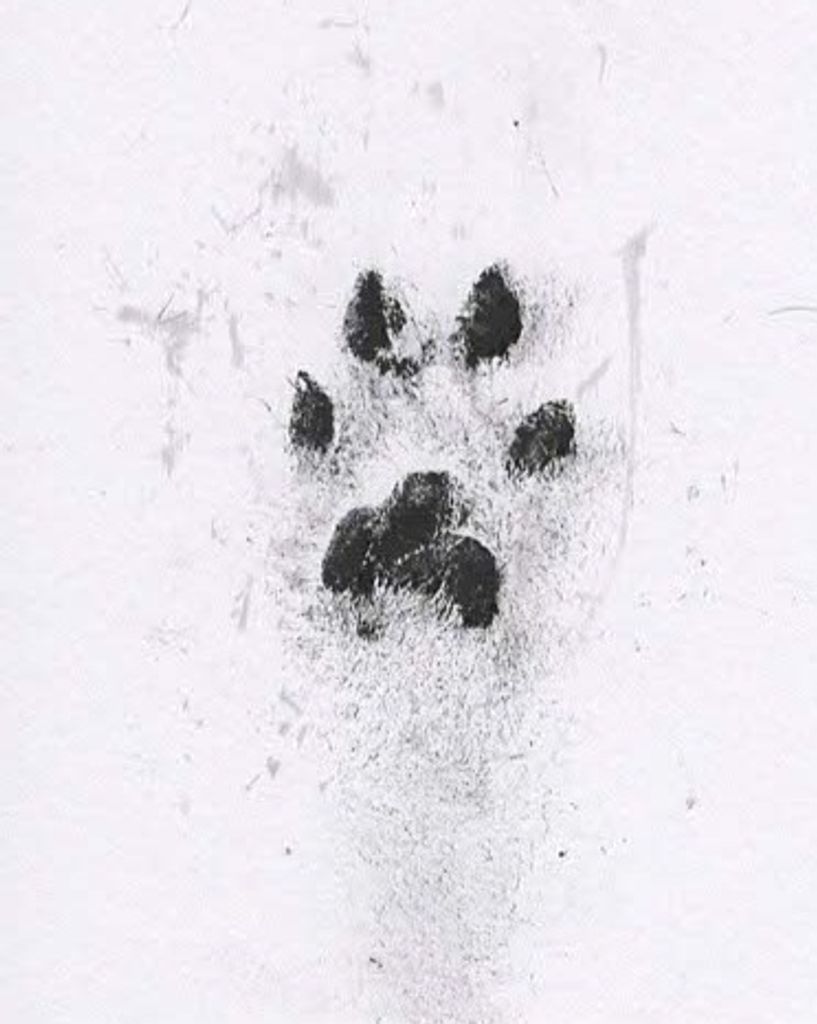 Leo Bell Profile Photo