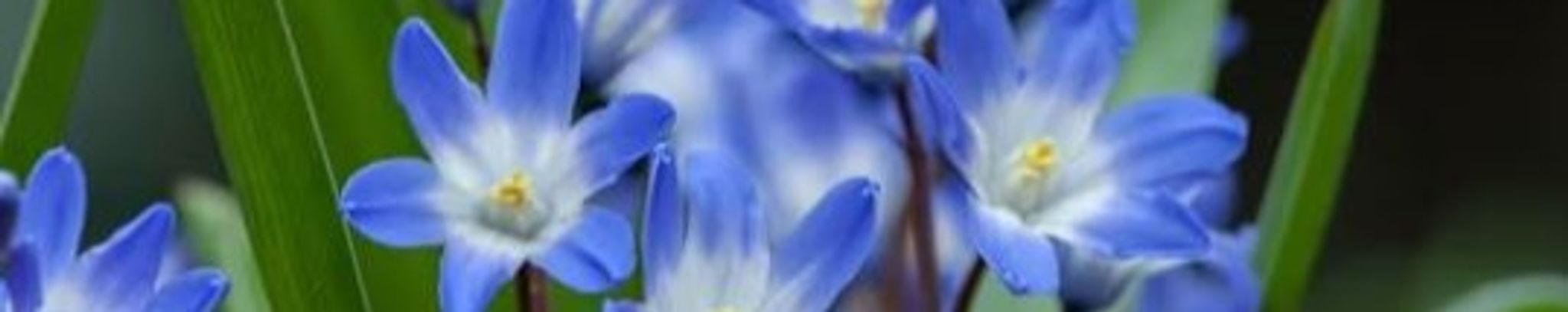 Cover photo for Donna Boldridge's Obituary