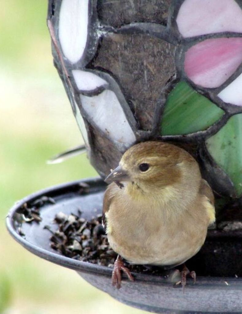 Judith Ellen Farmer Profile Photo