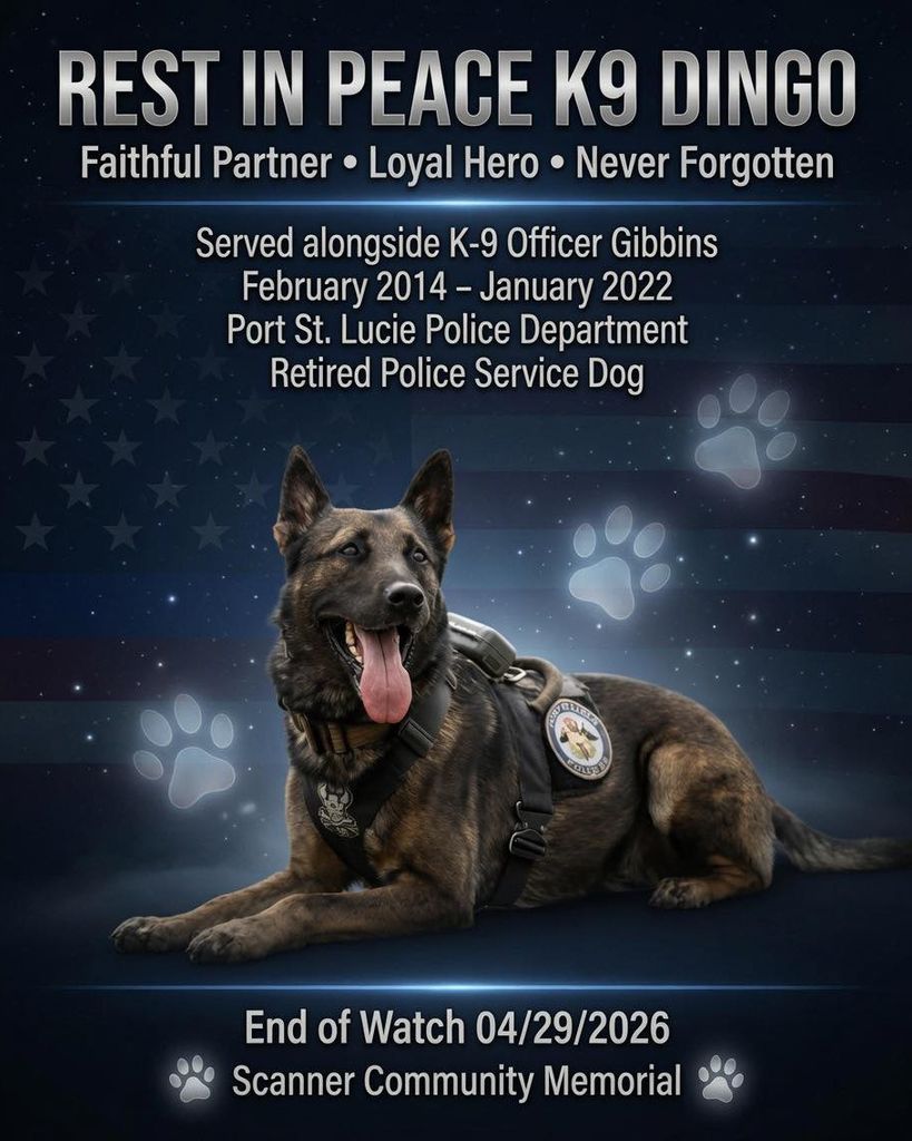 K9 Dingo Profile Photo