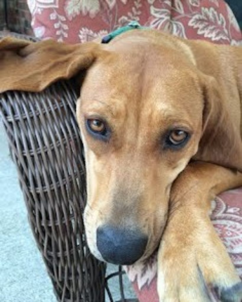 Ginger Krahl Profile Photo