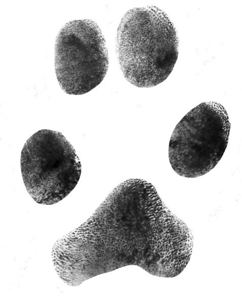 Nova Garner Profile Photo