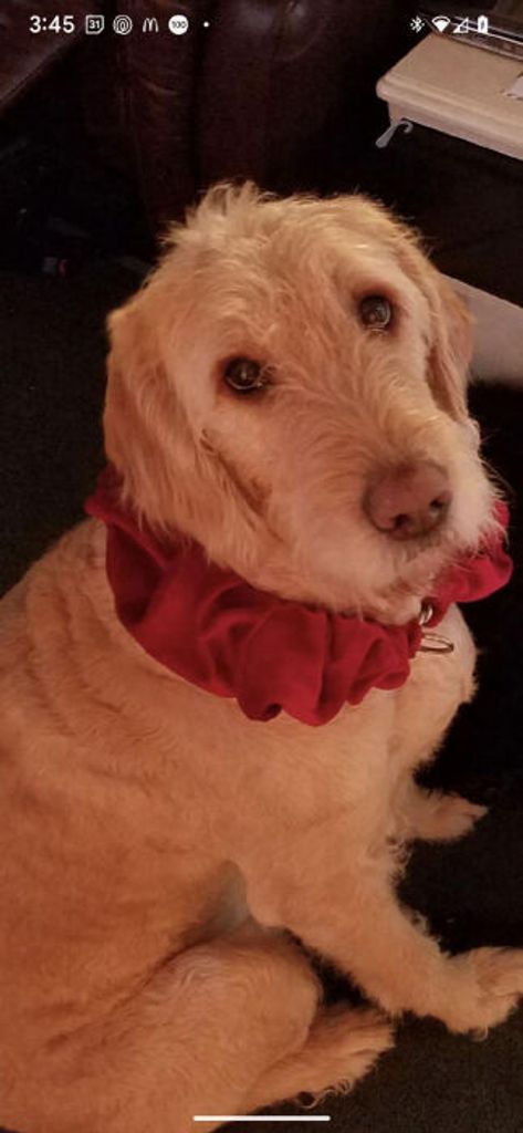 Bella Thompson Profile Photo