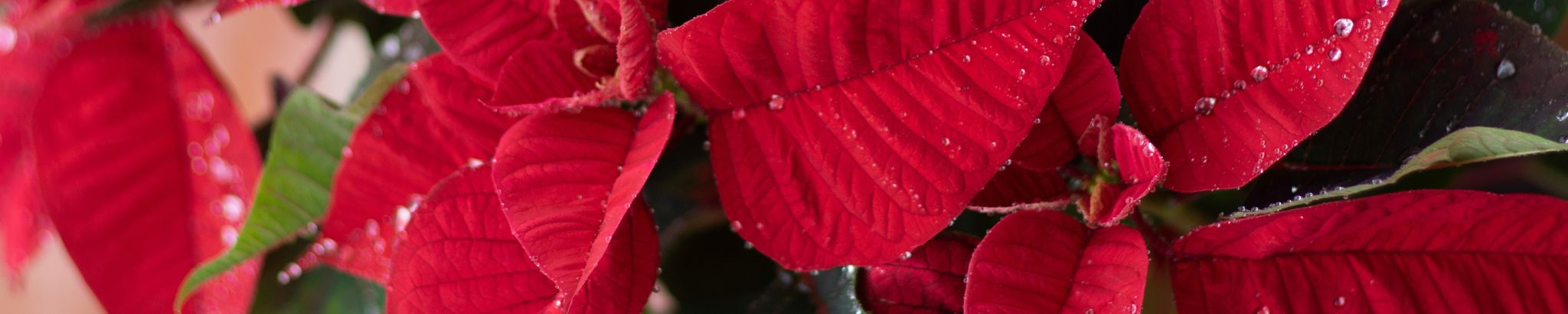 Cover for Pamela Lewis's Obituary