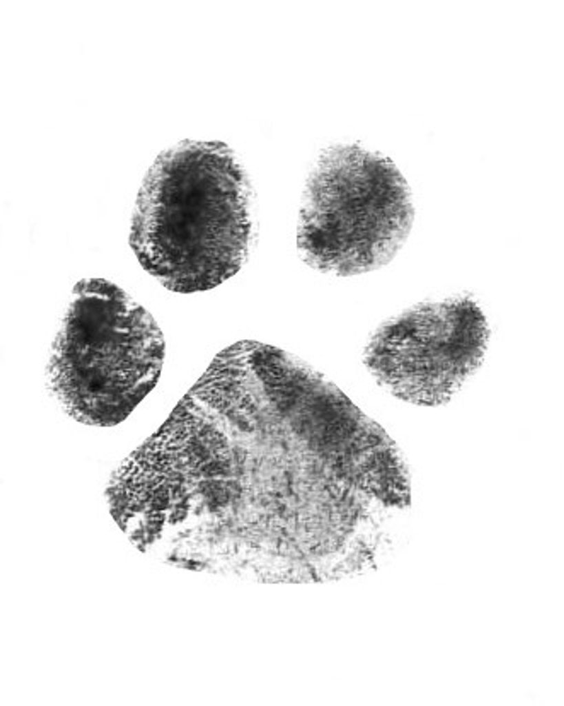 Zoey Cook Profile Photo