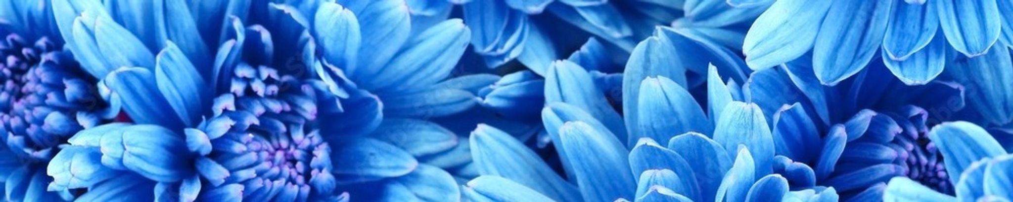 Cover for Raejean Ann Furne's Obituary