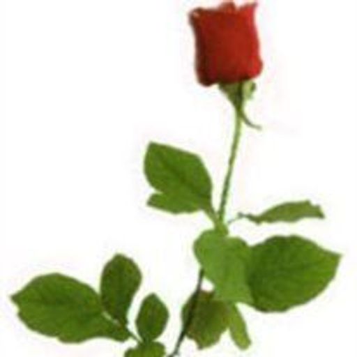Bonnie Fugate Profile Photo