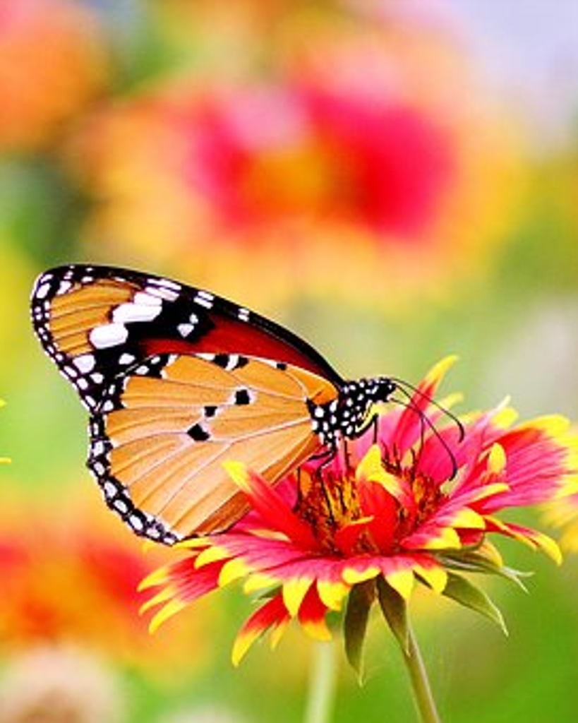 Linda Lou Dufour Profile Photo