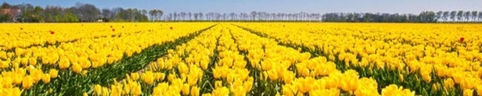 Cover for Suzanne Maureen Stewart's Obituary