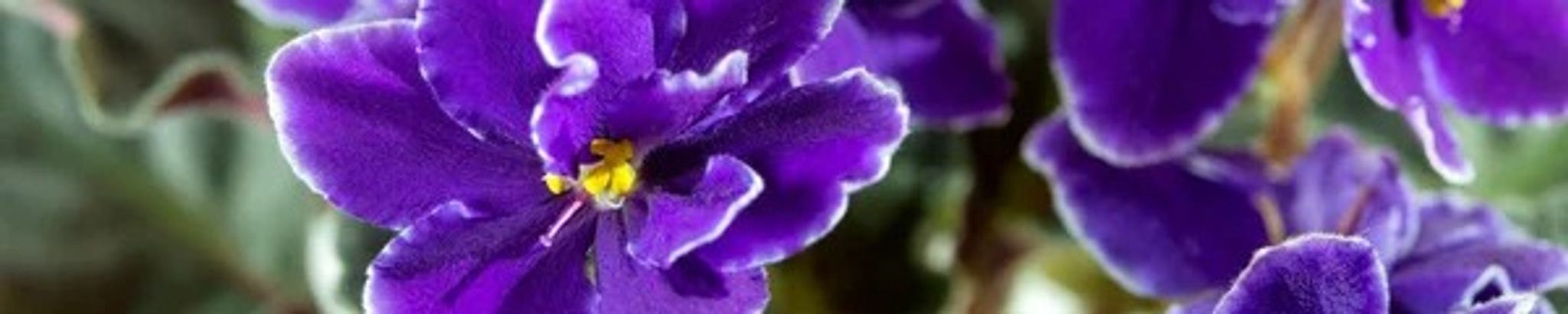 Cover photo for Carla Faye Hale's Obituary