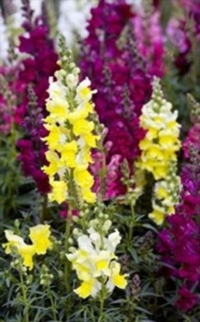 Marjorie Ellen Backhaus