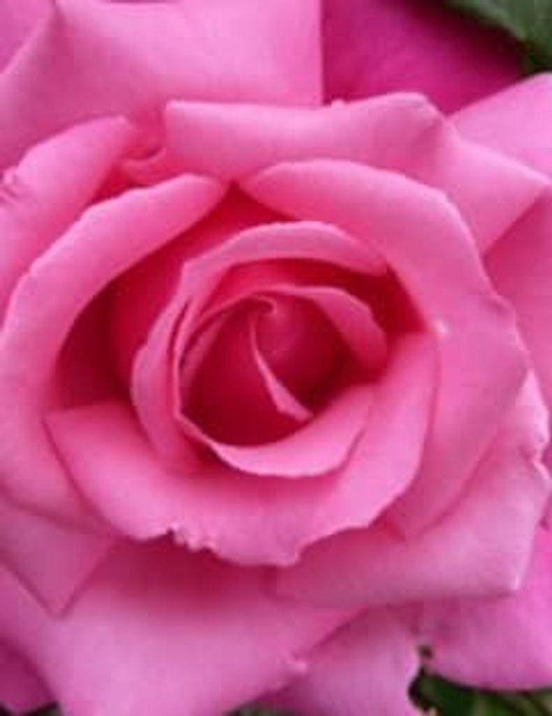 Andrea Willingham Profile Photo