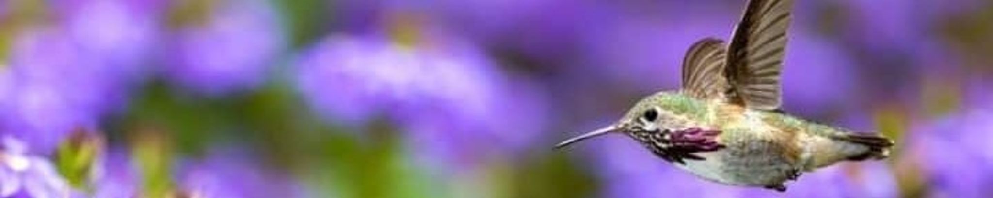 Cover photo for Eliria "Lydia" M. Ruiz's Obituary