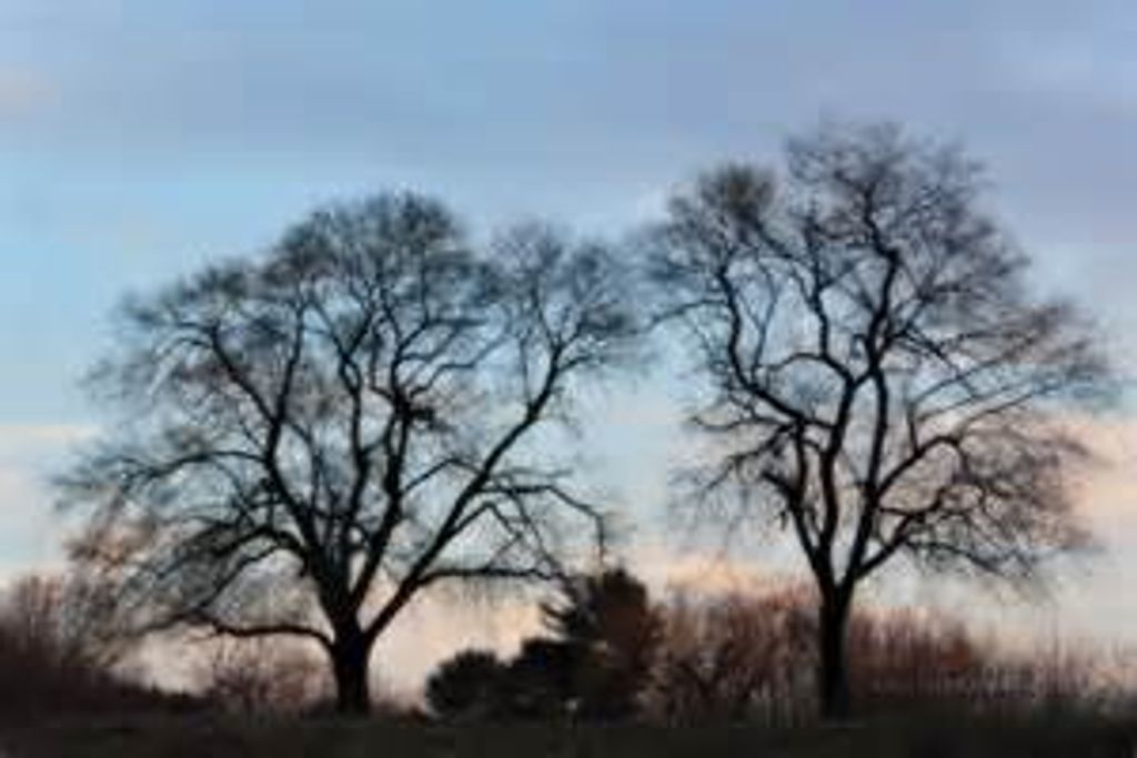 George Parrott Maier