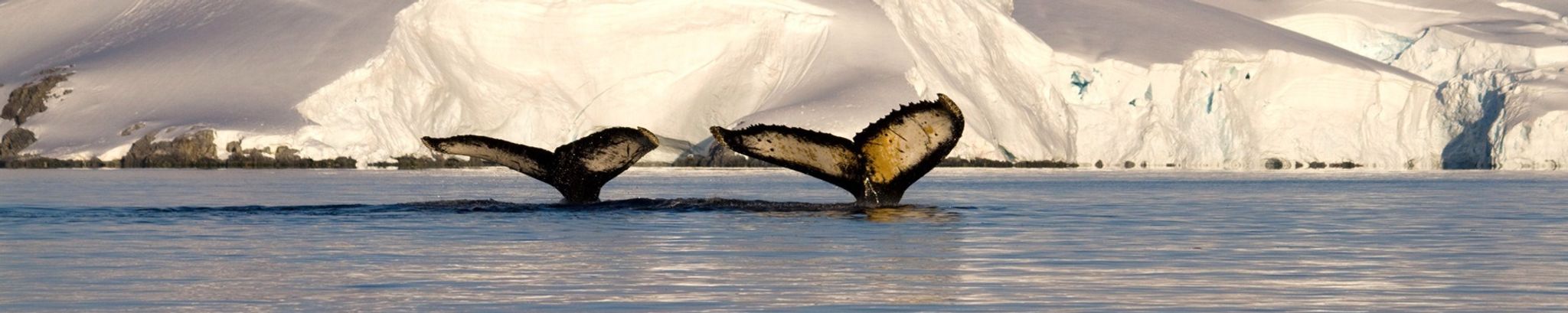 Cover for Rebeka "Beky" Kelley's Obituary