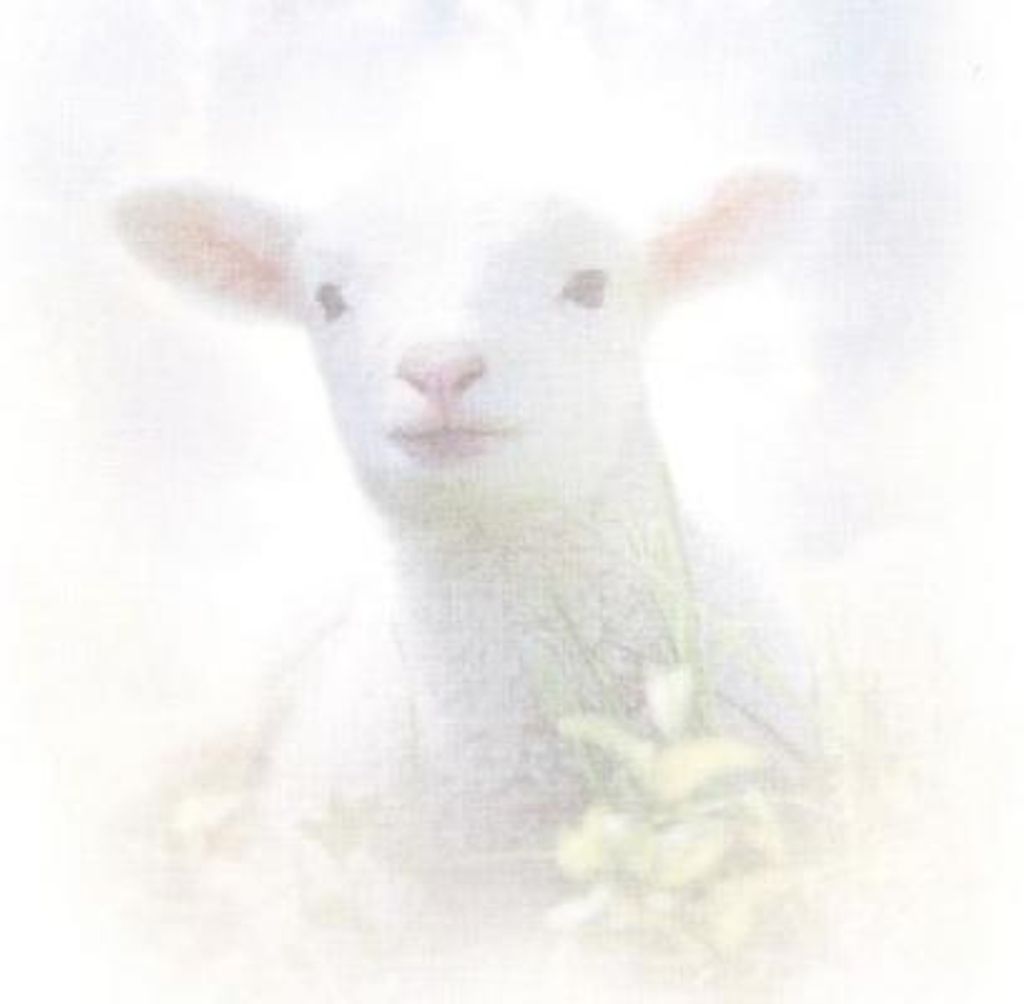 Shiloh Immanuel Campbell