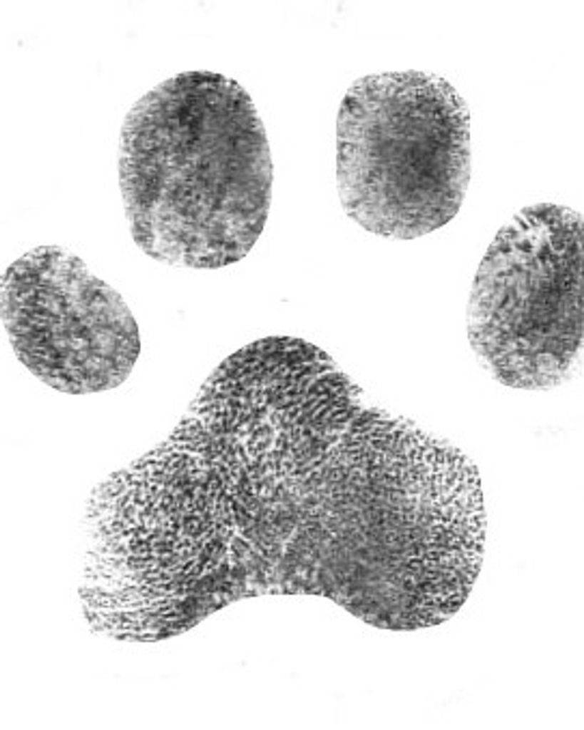 Hushpuppy Davis Profile Photo