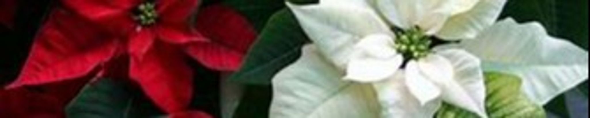 Cover photo for Willa Faye Fry's Obituary
