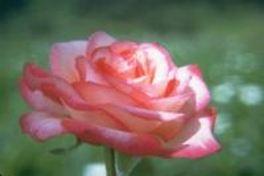 Beverly J. Gillespie