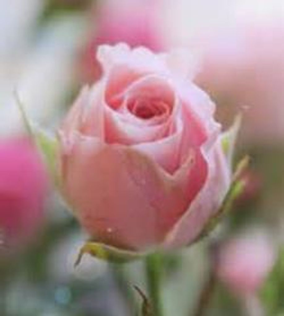 Myrtis Scott Phillips