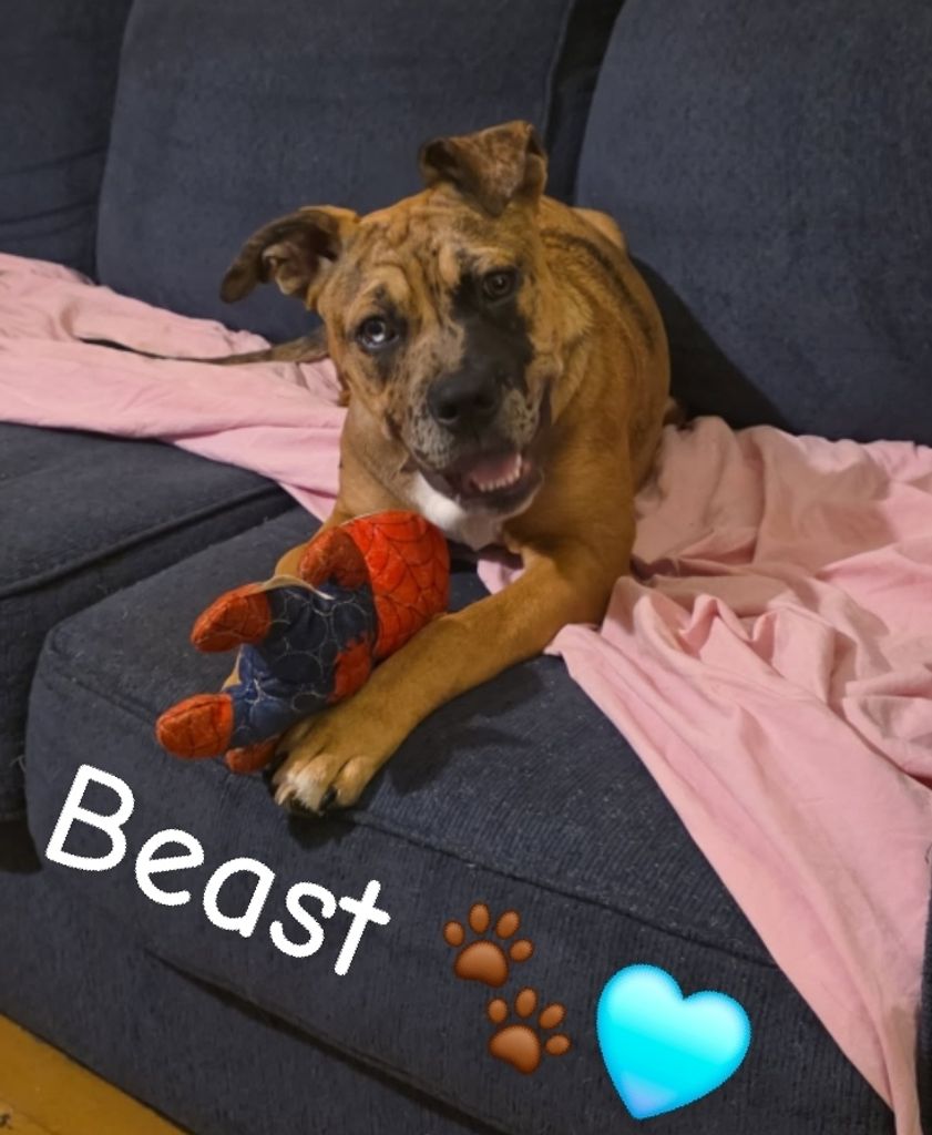 Beast Moreno Profile Photo
