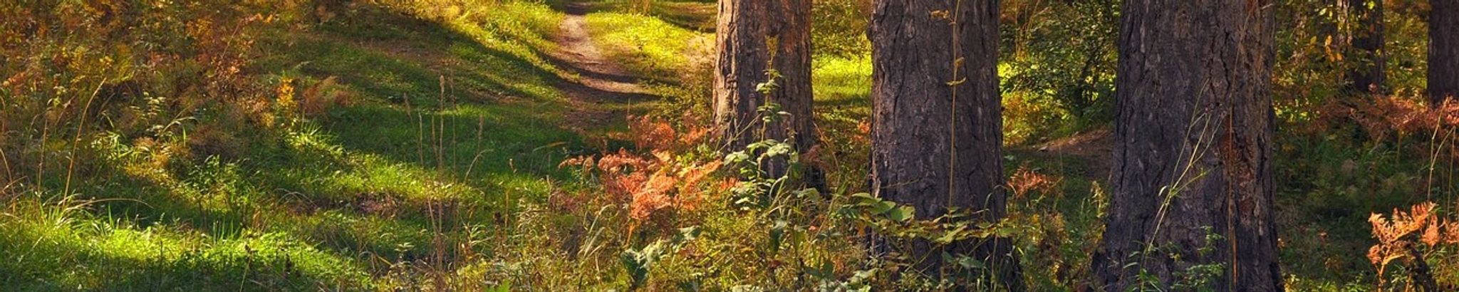 Cover photo for Frederick Solmer's Obituary