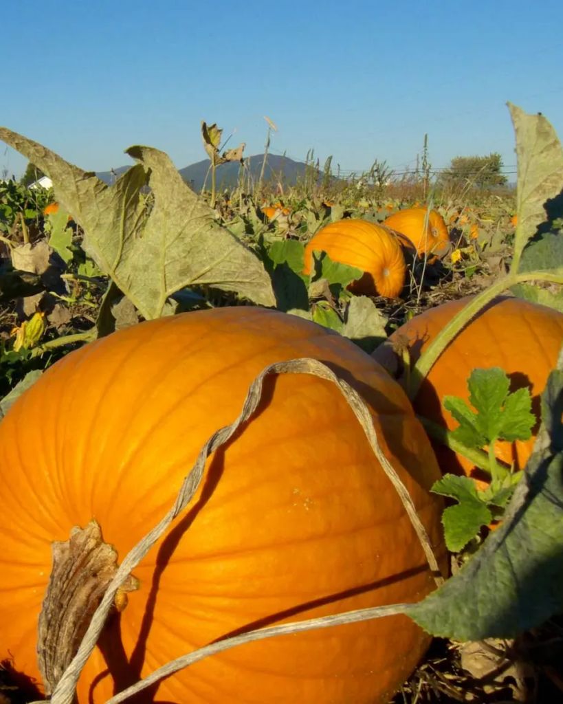 Altas 'Punkin' Hill Jr. Profile Photo