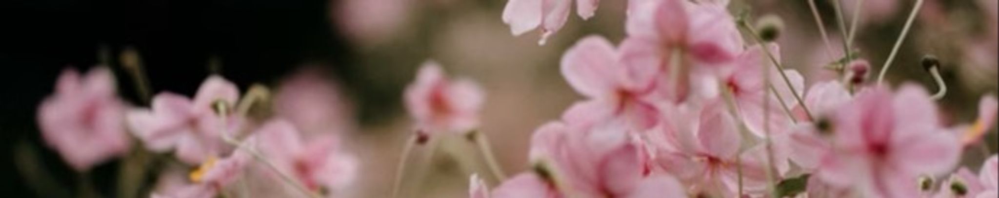 Cover photo for June "Dommie" Ann Rohrbacker's Obituary