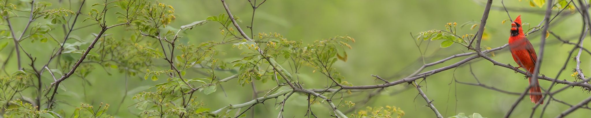 Cover for Rosemary T. Schmit's Obituary
