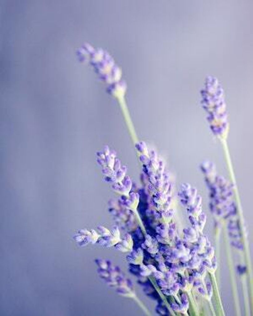 Evelyn Ann Walter Profile Photo