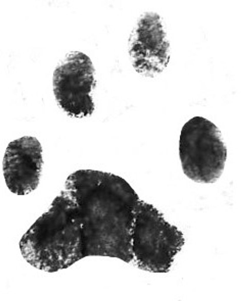 Ginger Sly Profile Photo