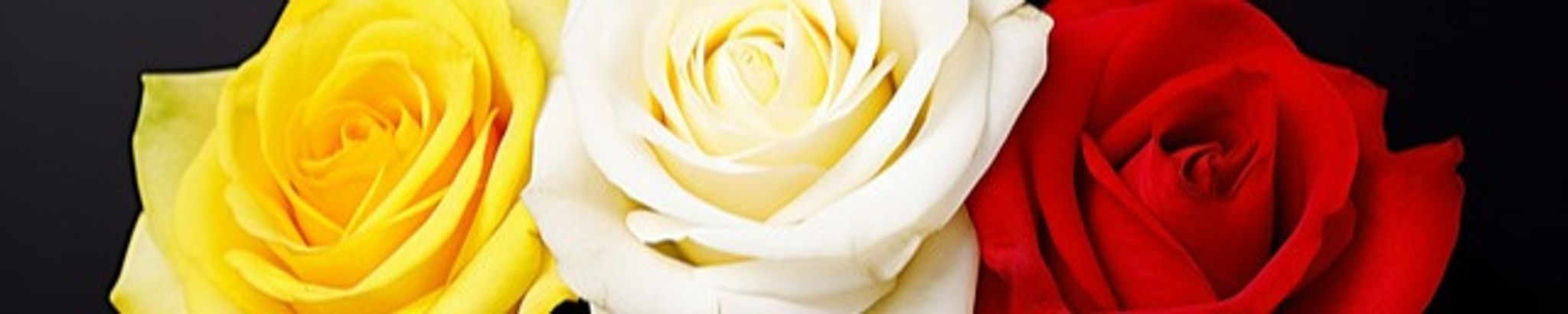 Cover for Marcia Sue Lofts's Obituary