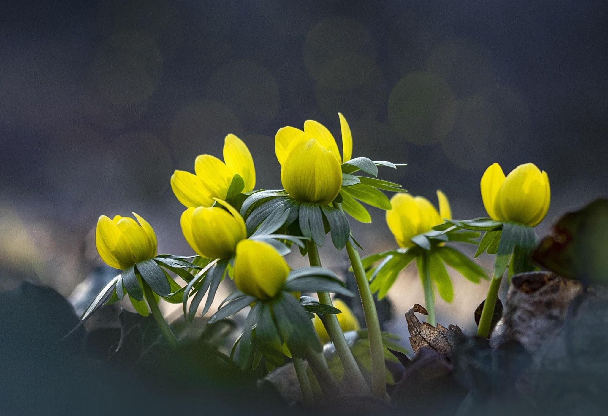 Cover for Darlene A. Scherer's Obituary