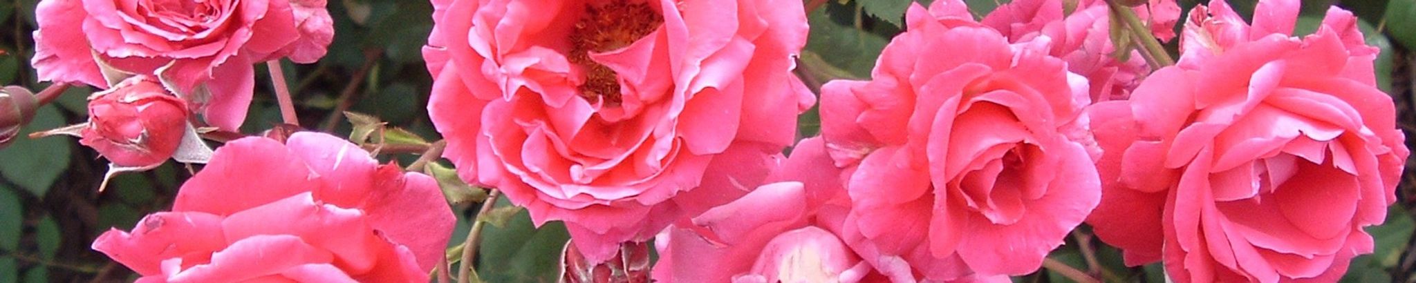 Cover for Sharon Sue "Susie" Darras's Obituary