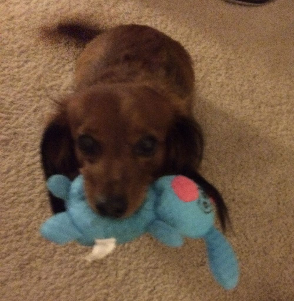 Ginger Profile Photo