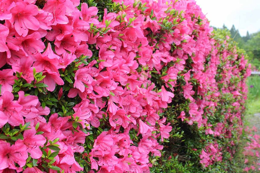 Silver & Gold Azalea Festival Coach Trip