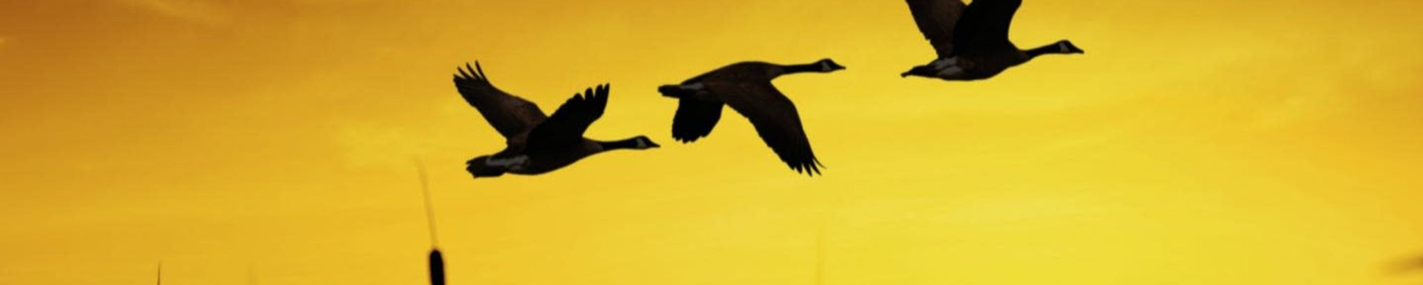 Cover for Kameron Eugene Mayeaux's Obituary