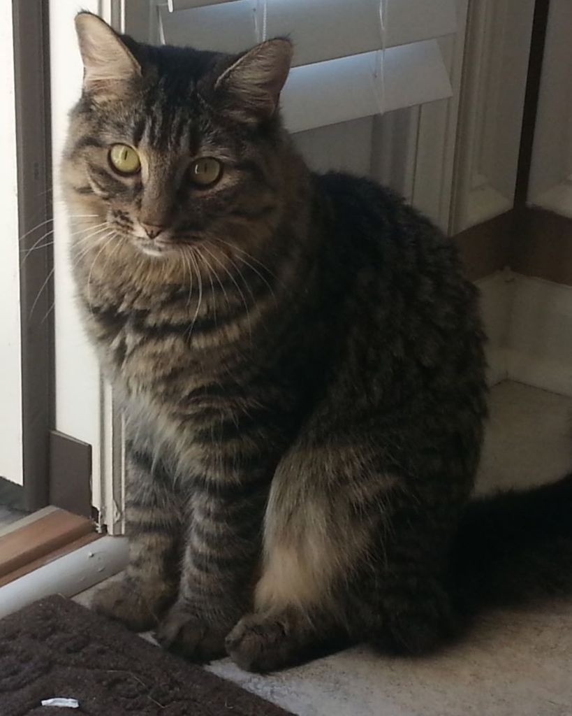 Fluffy Patrice Giddings Profile Photo